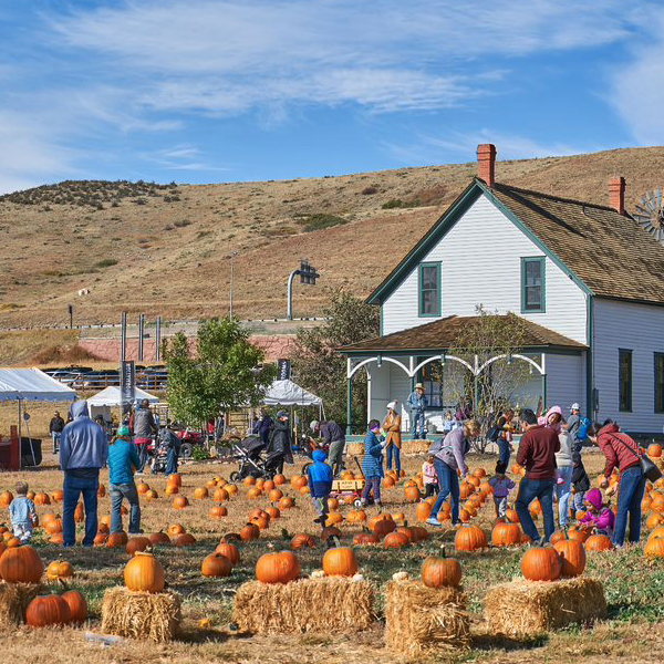 People in a Pumpkin Patch for a Fall Festival
