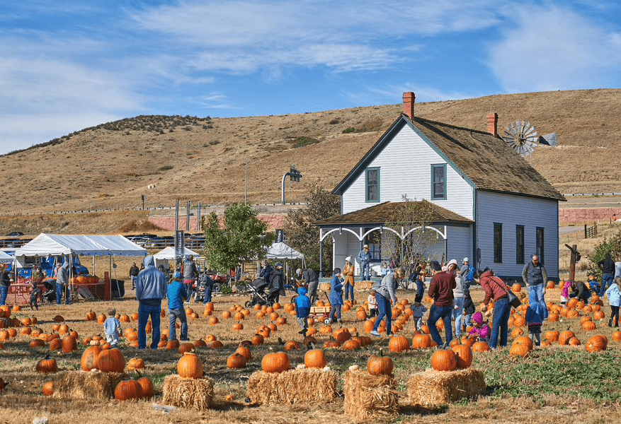 People in a Pumpkin Patch for a Fall Festival